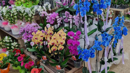 Orchideen die Mama gefallen werden