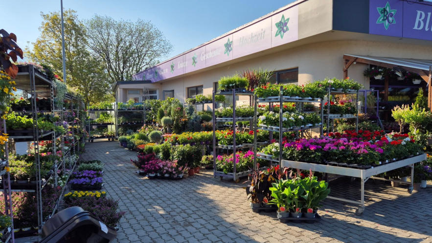 Hortensien in alle Farben